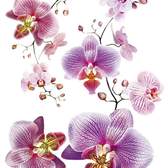 Samolepící dekorace AG Design F0466 Orchid, AGF00466 Orchidea (65 x 85 cm)