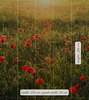 Fototapeta Komar Stefan Hefele 5-dílná vliesová SHX5-071 Poppy World (250 x 280) + potřebné lepidlo zdarma