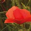 Fototapeta Komar Stefan Hefele 5-dílná vliesová SHX5-071 Poppy World (250 x 280) + potřebné lepidlo zdarma