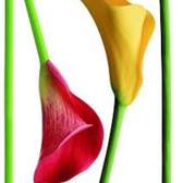 Samolepící dekorace AG Design F0447 Calla Lilies, AGF00447 Kalla (65 x 85 cm)