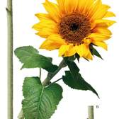Samolepící dekorace AG Design F0476 Sunflower, AGF00476 Slunečnice (65 x 85 cm)