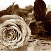 Fototapeta A&G - FT0086 Black and white rose, FTS 0086 Růže (360x254 cm), lepidlo je součástí