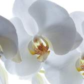 Papírová fototapeta AG Design FTSs 0832, Bíla orchidej o rozměru 180 x 127 cm, lepidlo je součástí balení