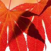 Samolepící fototapety do kuchyně - fototapeta KI180-008 Red leaves (180 x 60 cm)