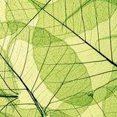 Samolepící fototapety do kuchyně - fototapeta KI180-048 Leaf veins (180 x 60 cm)