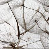 Samolepící fototapety do kuchyně - fototapeta KI180-050 Dandelion seeds (180 x 60 cm)