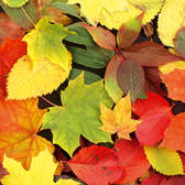 Samolepící fototapety Dimex - fototapeta na podlahu FL85-004 Colourful leaves (85 x 170 cm)
