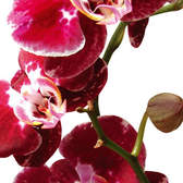 Samolepící fototapety Dimex - fototapeta na podlahu FL85-006 Orchid (85 x 170 cm)