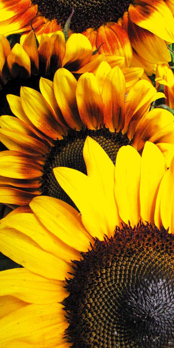 Samolepící fototapety Dimex - fototapeta na podlahu FL85-005 Sunflowers (85 x 170 cm)