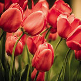 Samolepící fototapety Dimex - fototapeta na podlahu FL255-004 Red tulips (255 x 170 cm)