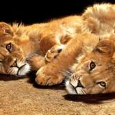 Samolepící fototapety Dimex - fototapeta na podlahu FL255-007 Young lions (255 x 170 cm)