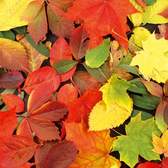 Samolepící fototapety Dimex - fototapeta na podlahu FL255-005 Colourful leaves (255 x 170 cm)