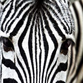 Samolepící fototapety Dimex - fototapeta na podlahu FL255-008 Zebra (255 x 170 cm)