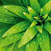 Samolepící fototapety Dimex - fototapeta na podlahu FL255-021 Fresh Foliage (255 x 170 cm)