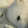 Fototapeta Komar National Geographic 1-605 Polar Bears   (184 x 127 cm)