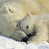 Fototapeta Komar National Geographic 1-605 Polar Bears   (184 x 127 cm)