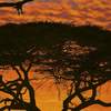 Fototapeta Komar National Geographic 4-501 African Sunset (194 x 270 cm)