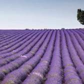 Vliesové fototapety MS-5-0088, fototapeta Lavender field, 375 x 250 cm + lepidlo zdarma