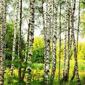Vliesové fototapety MS-5-0094, fototapeta Birch forest, 375 x 250 cm + lepidlo zdarma