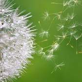 Vliesové fototapety MS-5-0121, fototapeta Blowing dandelion, 375 x 250 cm + lepidlo zdarma