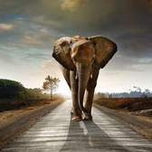 Vliesové fototapety MS-5-0225, fototapeta Walking elephant, 375 x 250 cm + lepidlo zdarma