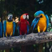 Vliesové fototapety MS-5-0223, fototapeta Colourful macaw, 375 x 250 cm + lepidlo zdarma