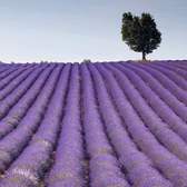 Vliesové fototapety MS-3-0088, fototapeta Lavender field, 225 x 250 cm + lepidlo zdarma