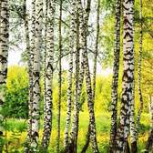 Vliesové fototapety MS-3-0094, fototapeta Birch forest, 225 x 250 cm + lepidlo zdarma