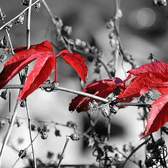 Vliesové fototapety MS-3-0110, fototapeta Red leaves on black, 225 x 250 cm + lepidlo zdarma