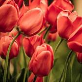 Vliesové fototapety MS-3-0128, fototapeta Red tulips, 225 x 250 cm + lepidlo zdarma