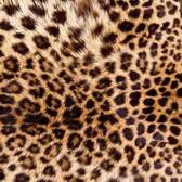 Vliesové fototapety MS-3-0184, fototapeta Leopard skin, 225 x 250 cm + lepidlo zdarma