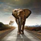 Vliesové fototapety MS-3-0225, fototapeta Walking elephant, 225 x 250 cm + lepidlo zdarma