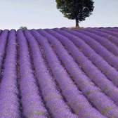 Vliesové fototapety MS-2-0088, fototapeta Lavender field, 150 x 250 cm + lepidlo zdarma