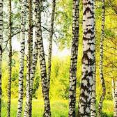 Vliesové fototapety MS-2-0094, fototapeta Birch forest, 150 x 250 cm + lepidlo zdarma