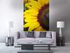 Vliesové fototapety MS-2-0130, fototapeta Sunflowers, 150 x 250 cm + lepidlo zdarma