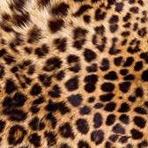 Vliesové fototapety MS-2-0184, fototapeta Leopard skin, 150 x 250 cm + lepidlo zdarma