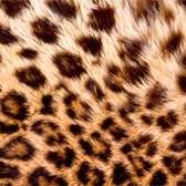 Samolepící fototapety do kuchyně - fototapeta KI350-069 Leopard skin (350 x 60 cm)