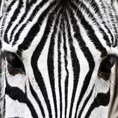 Vliesové fototapety MS-3-0234, fototapeta Zebra, 225 x 250 cm + lepidlo zdarma