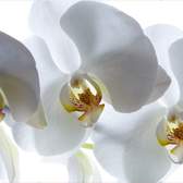 Vliesové fototapety AG Design FTNXXL0466 Bílá orchidej, fototapeta FTN XXL0466 White orchid o rozměru 360x270 cm, lepidlo je součástí