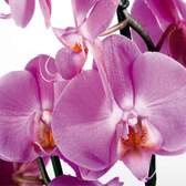 Vliesové fototapety AG Design FTNS2459 Orchidej, fototapeta FTN S2459 Violet orchid big o rozměru 360x270 cm, lepidlo je součástí