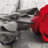 Vliesové fototapety AG Design FTNH2717 Červená růže, fototapeta FTN H2717 Red rose o rozměru 202x90 cm, lepidlo je součástí