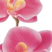 Vliesové fototapety AG Design FTNV2826 Růžová Orchidej, fototapeta FTN V2826 Pink orchid o rozměru 90x202 cm, lepidlo je součástí