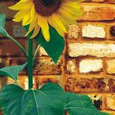 Vliesové fototapety AG Design FTNV2841 Slunečnice s cihlami, fototapeta FTN V2841 Sunflower on bricks o rozměru 90x202 cm, lepidlo je součástí