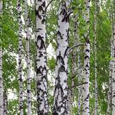 Vliesové fototapety AG Design FTNV2896 Březový les, fototapeta FTN V2896 Birch's wood o rozměru 90x202 cm, lepidlo je součástí