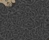 Papírové tapety Rasch Sansa (2021) 215311, papírová tapeta na zeď 0,53 x 10,05 m + od 2 tapet potřebné lepidlo zdarma