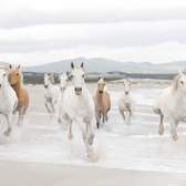 Fototapeta Komar 8-986 White Horses (368 x 254 cm)