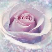 Fototapeta Komar XXL2-020 Delicate Rose (184 x 248 cm)