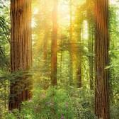 Fototapeta Komar XXL2-044 Redwood (184 x 248 cm)