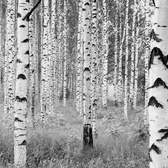Fototapeta Komar XXL4-023 Woods (368 x 248 cm)