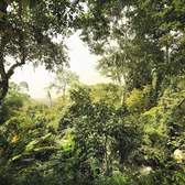Fototapeta Komar XXL4-024 Dschungel (368 x 248 cm)